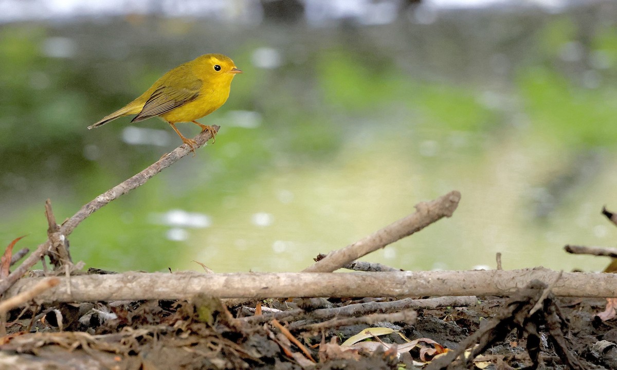 Wilson's Warbler - ML642188849