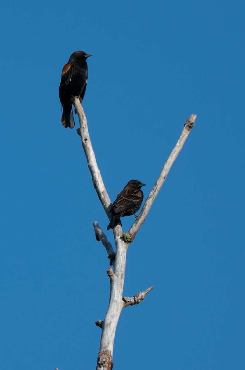 Red-winged Blackbird - ML642188852