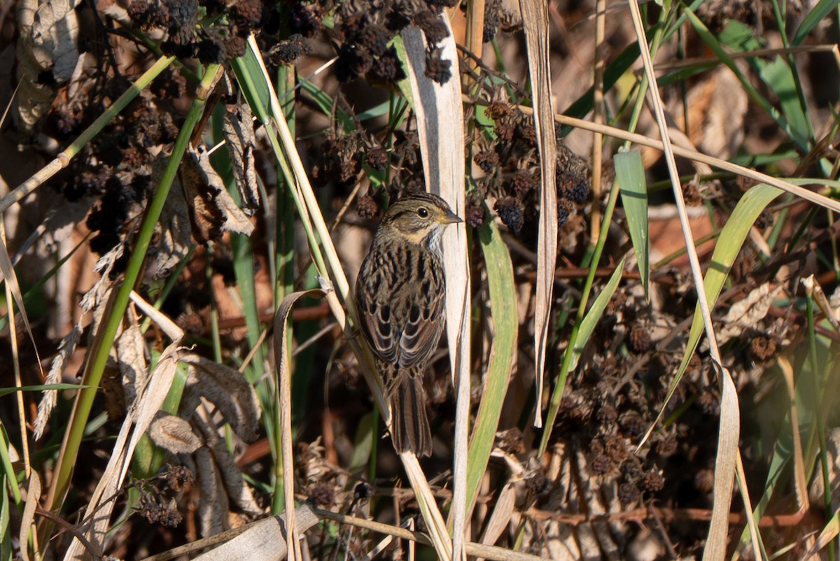 Lincoln's Sparrow - ML642188859