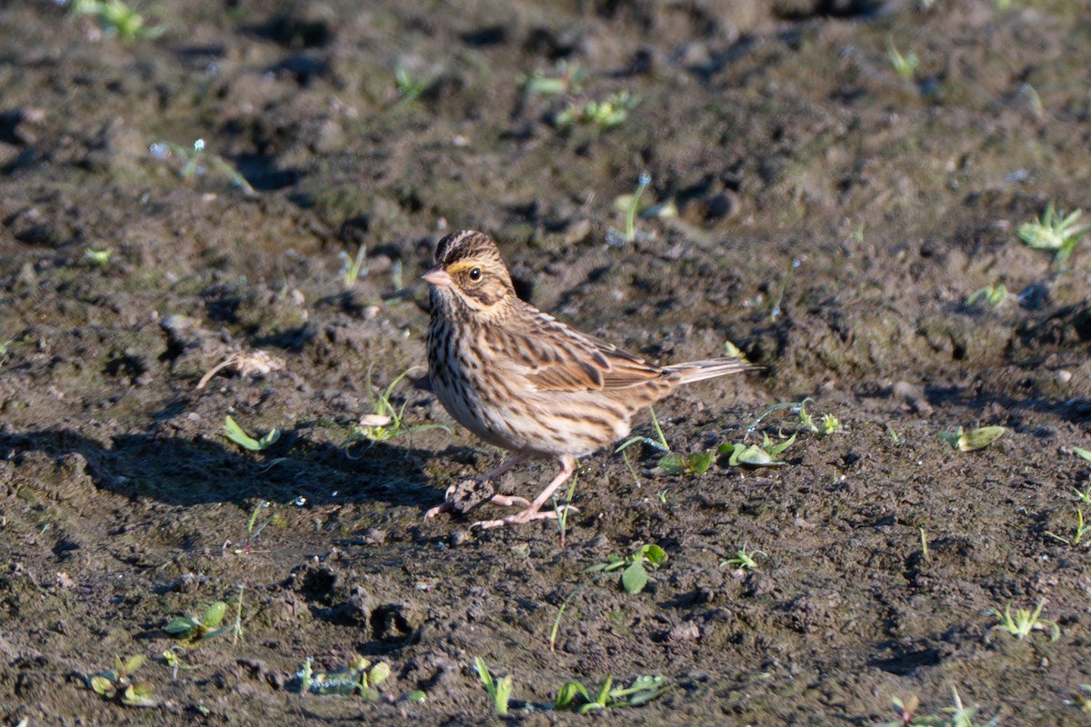 Savannah Sparrow - ML642188863