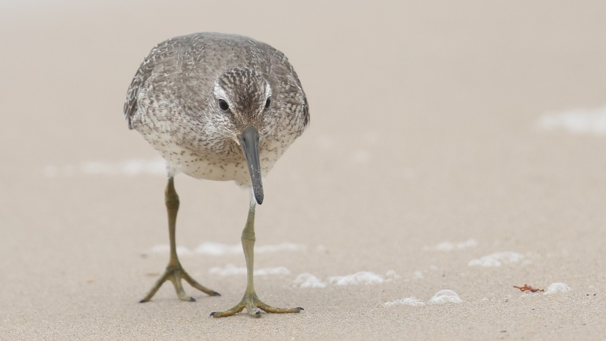 Red Knot - ML642188887