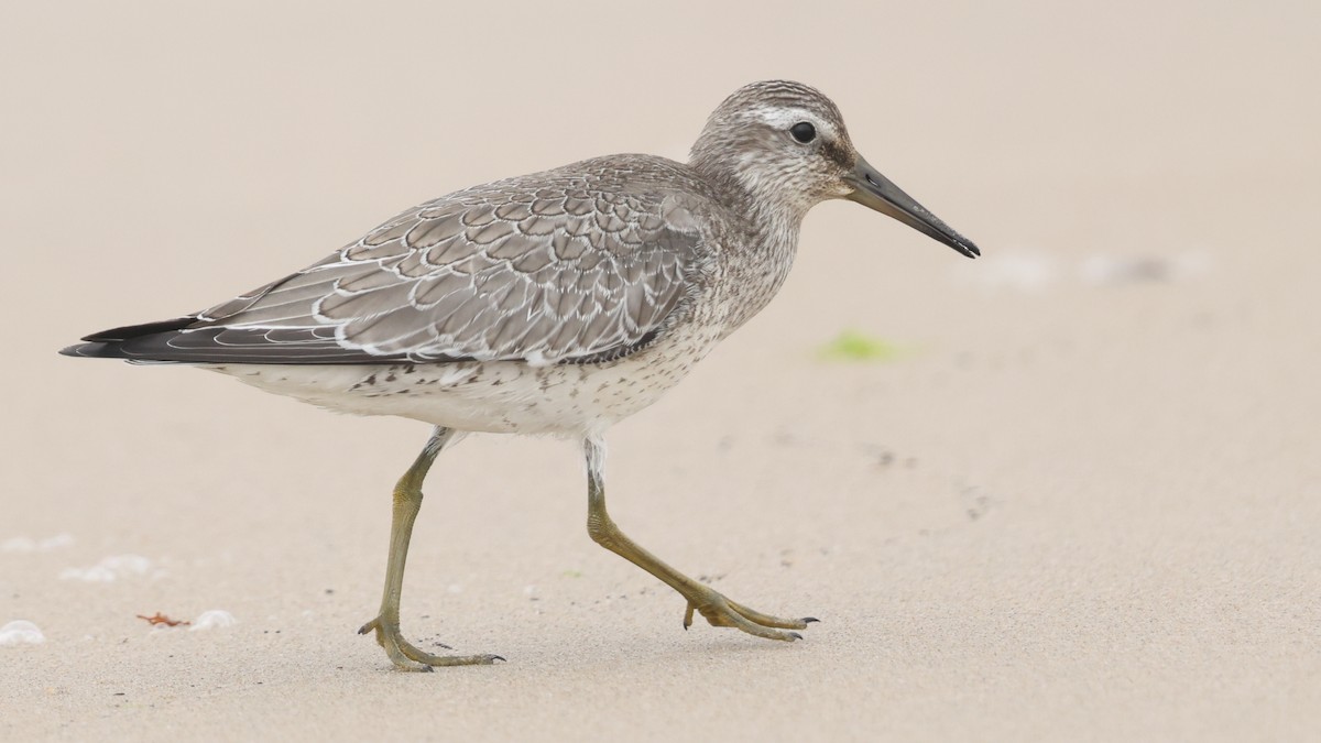 Red Knot - ML642188888