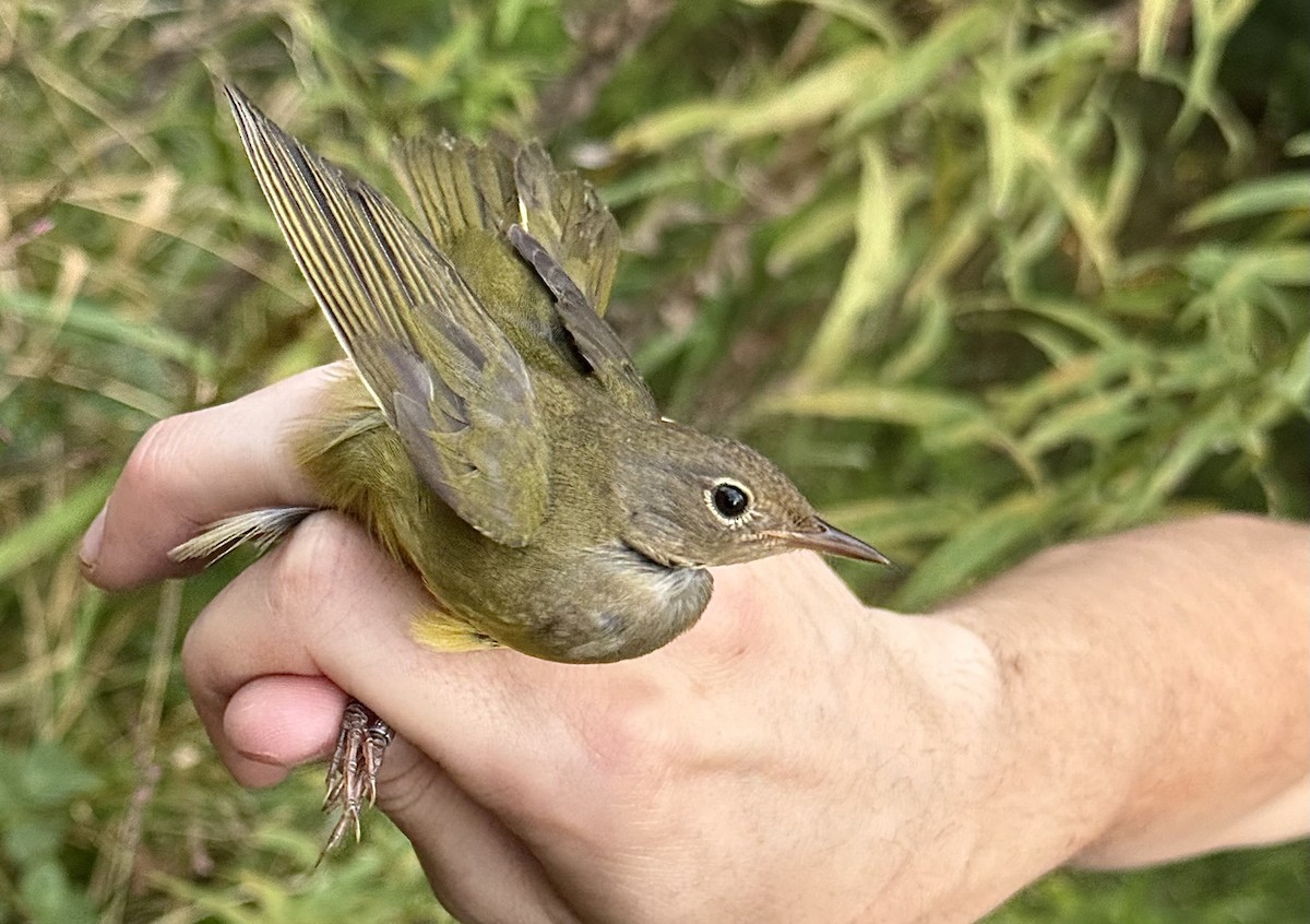 Connecticut Warbler - ML642188940