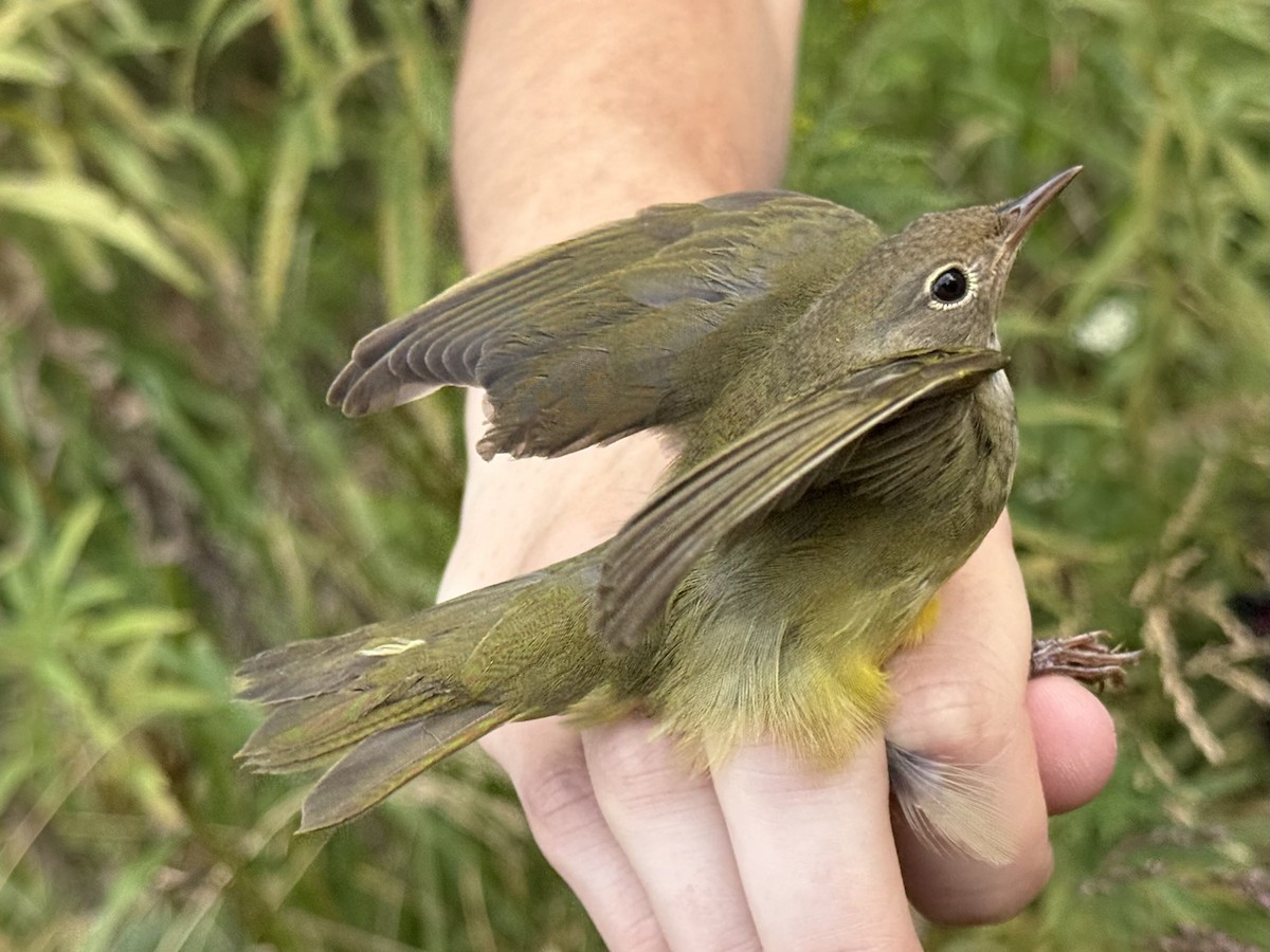 Connecticut Warbler - ML642188941