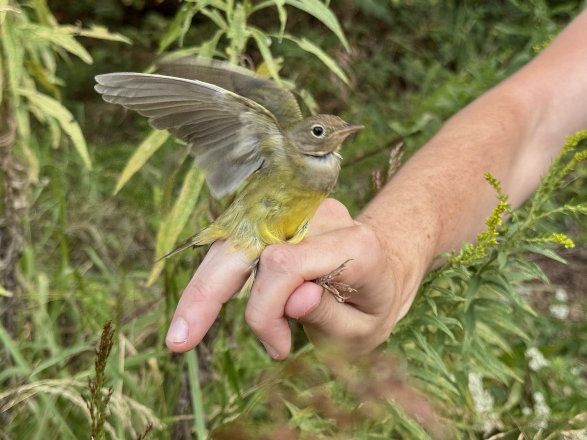 Connecticut Warbler - ML642188942