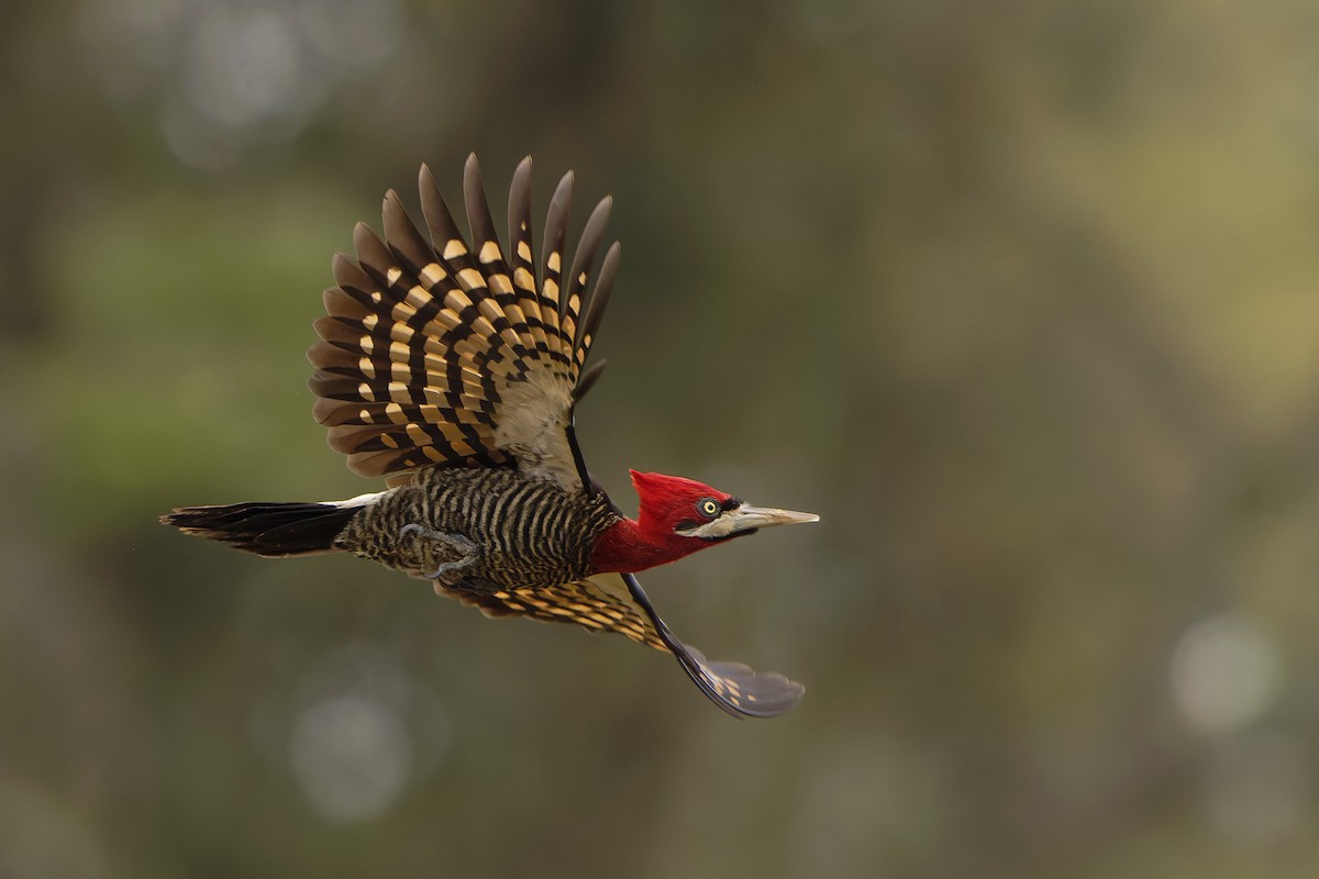Robust Woodpecker - ML642188944
