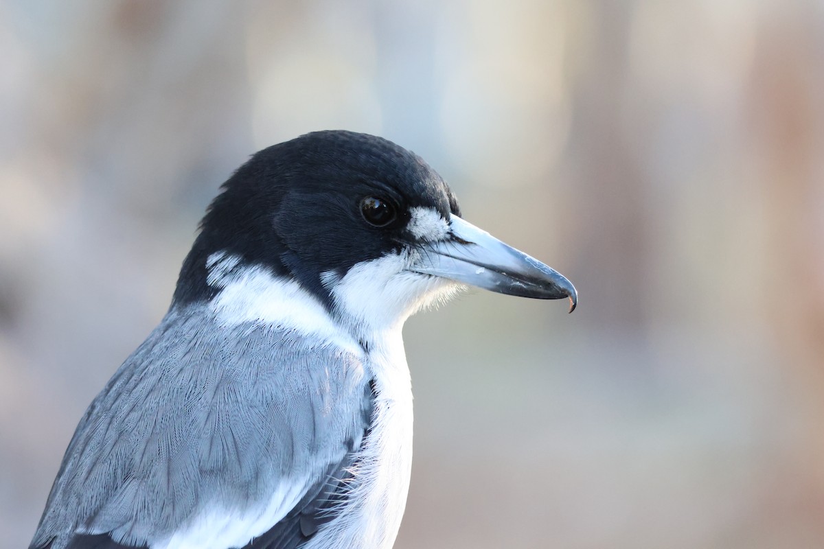 Gray Butcherbird - ML642188946