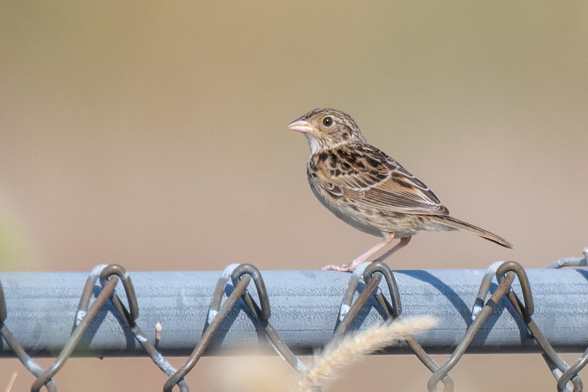 Grasshopper Sparrow - ML642188960