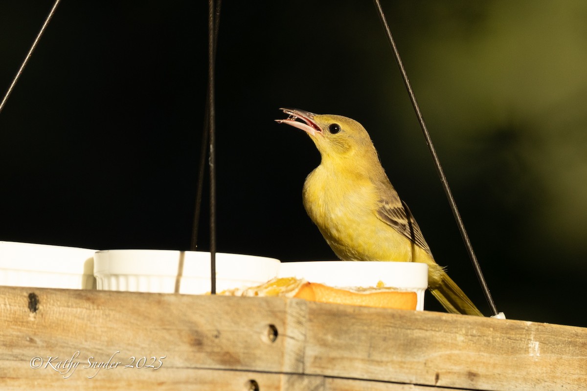 Hooded Oriole - ML642188971