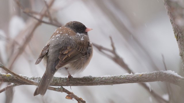 Dark-eyed Junco - ML642188997