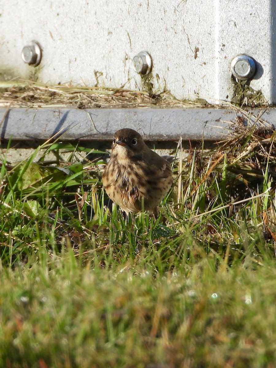 American Pipit - ML642189006
