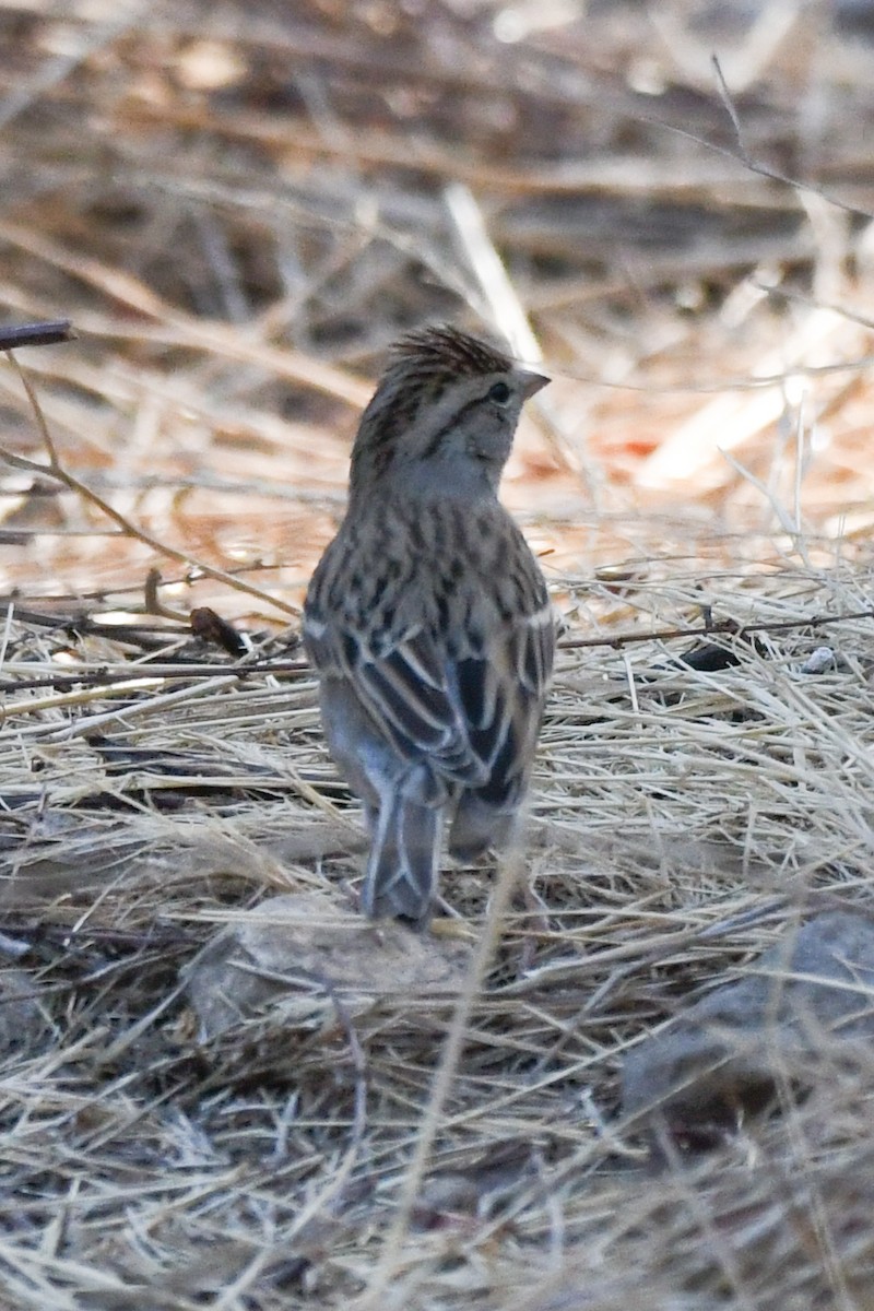 Chipping Sparrow - ML642189007