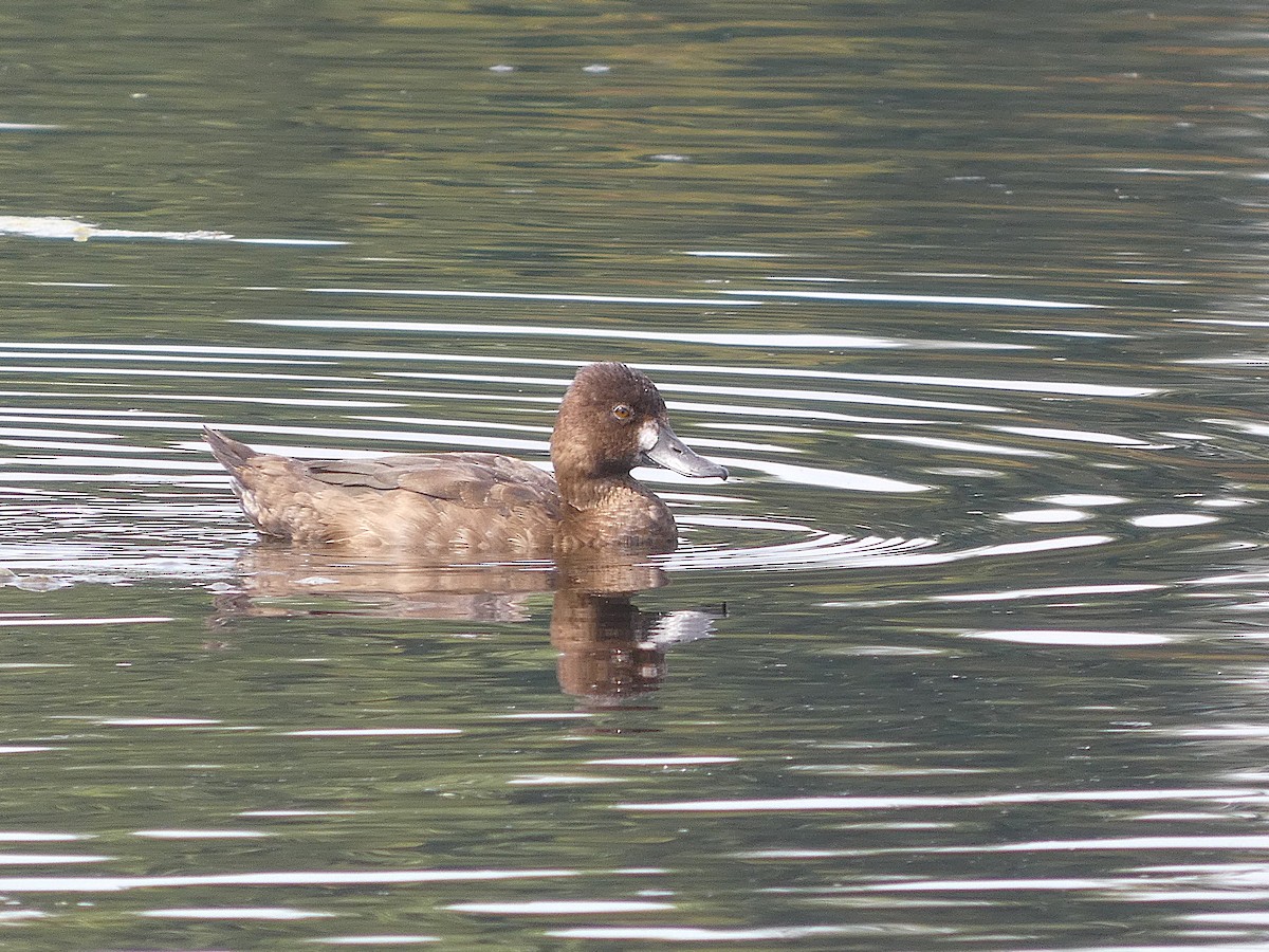 コスズガモ - ML642189030