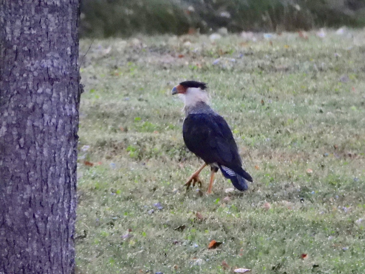 Crested Caracara - ML642189031