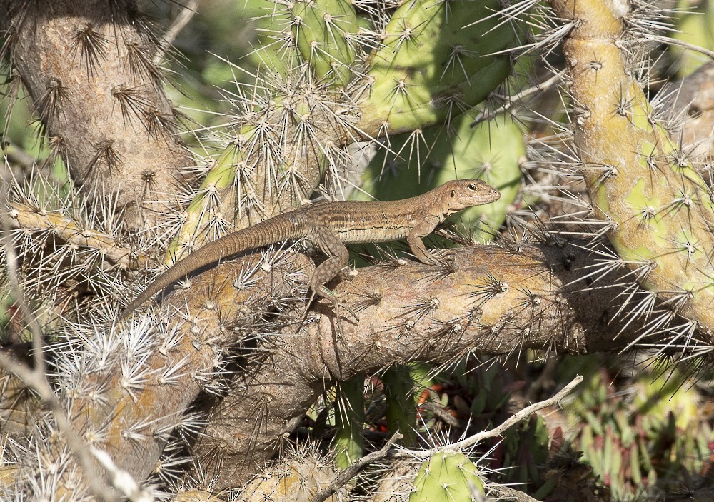 Bonaire Whiptail - ML642189037