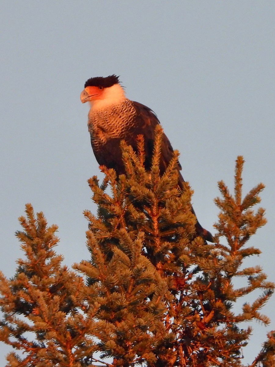 Crested Caracara - ML642189038