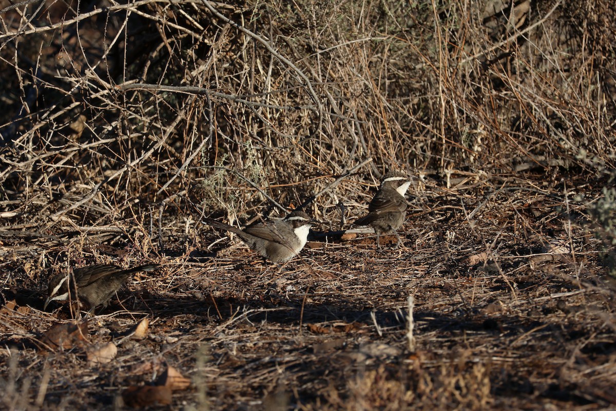 White-browed Babbler - ML642189046