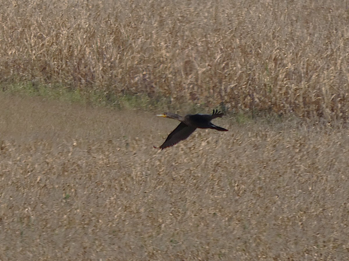 ミミヒメウ - ML642189051