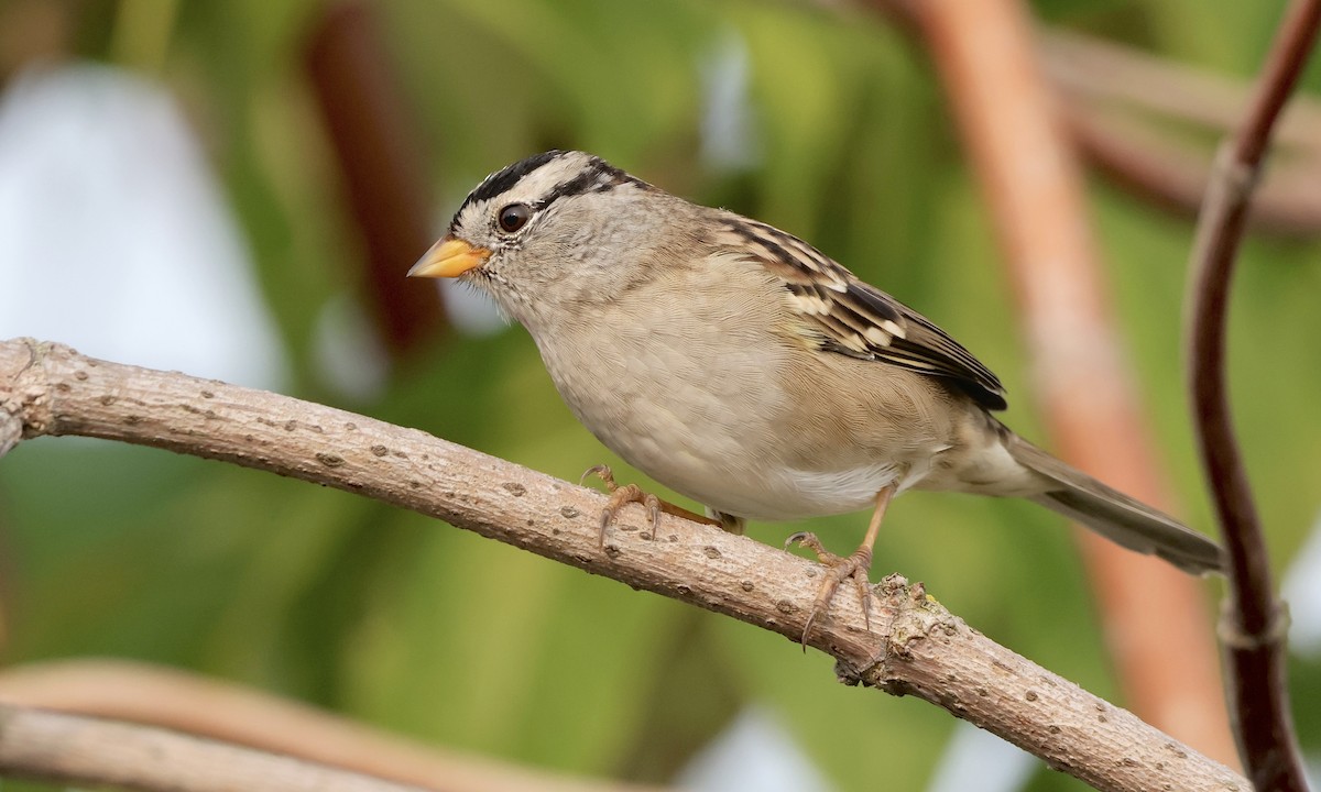White-crowned Sparrow - ML642189052