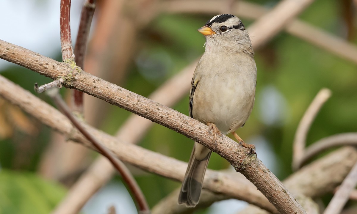 White-crowned Sparrow - ML642189053