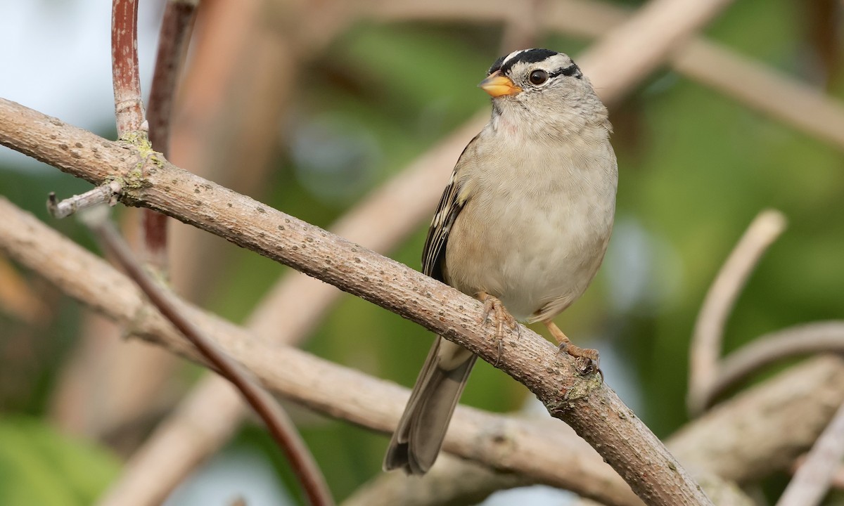 White-crowned Sparrow - ML642189054
