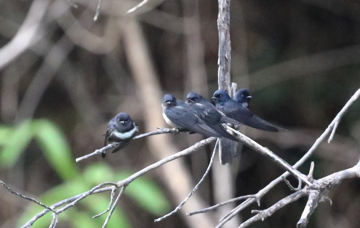 White-banded Swallow - ML642189055