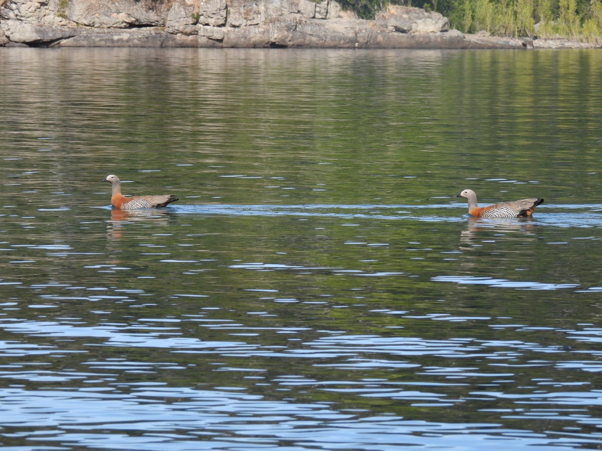Ashy-headed Goose - ML642189065