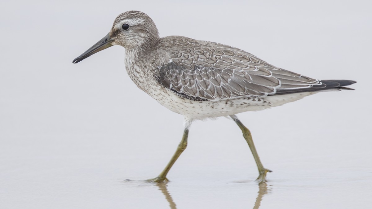 Red Knot - ML642189067