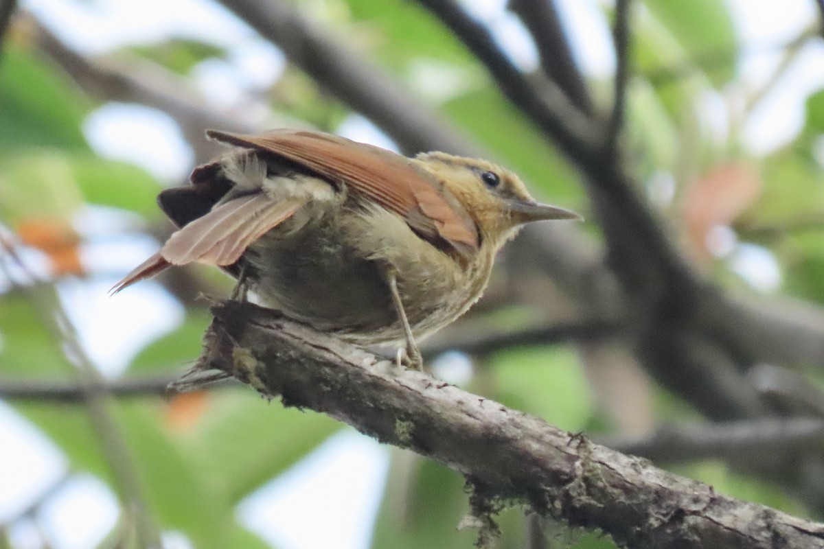 Buff-fronted Foliage-gleaner - ML642189112