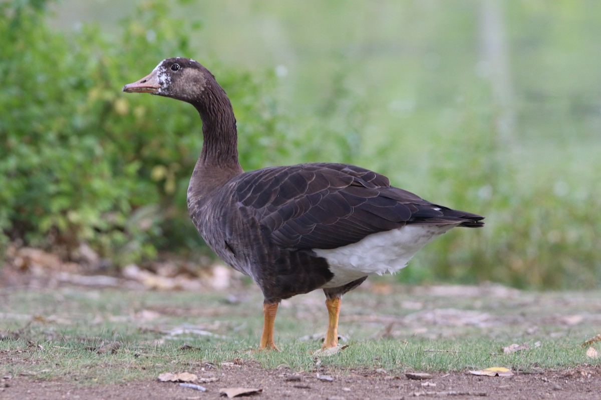Graylag x Canada Goose (hybrid) - ML642189114