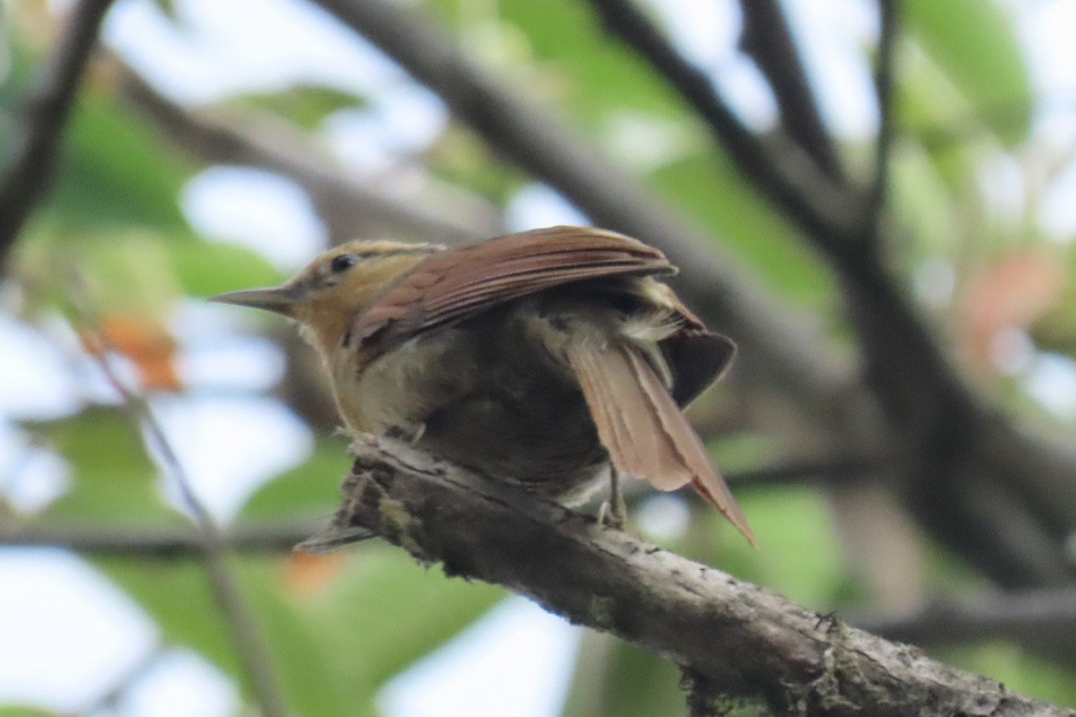 Buff-fronted Foliage-gleaner - ML642189121