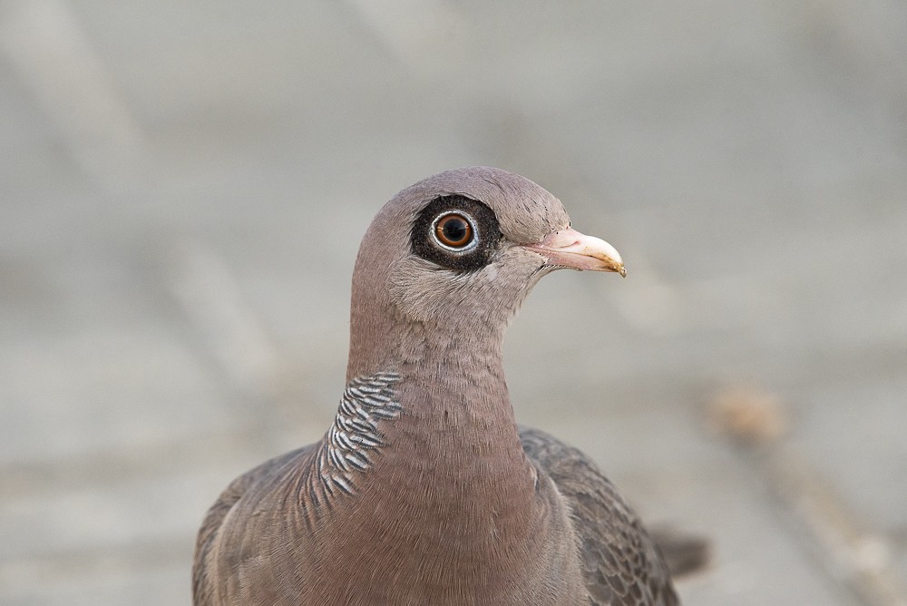 Bare-eyed Pigeon - ML642189126
