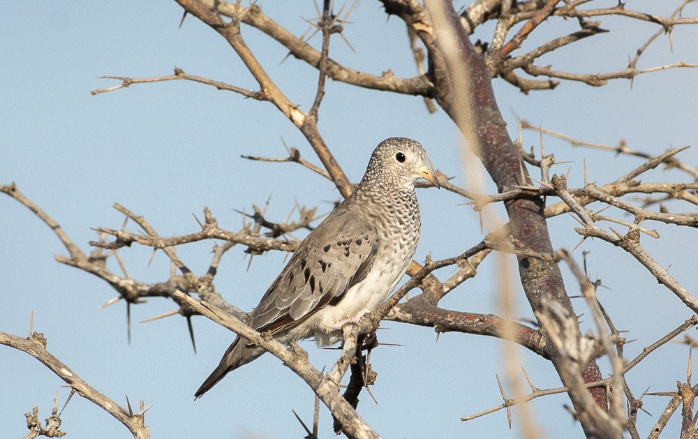 Common Ground Dove - ML642189129