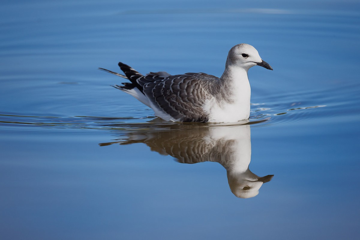 Sabine's Gull - ML642189135