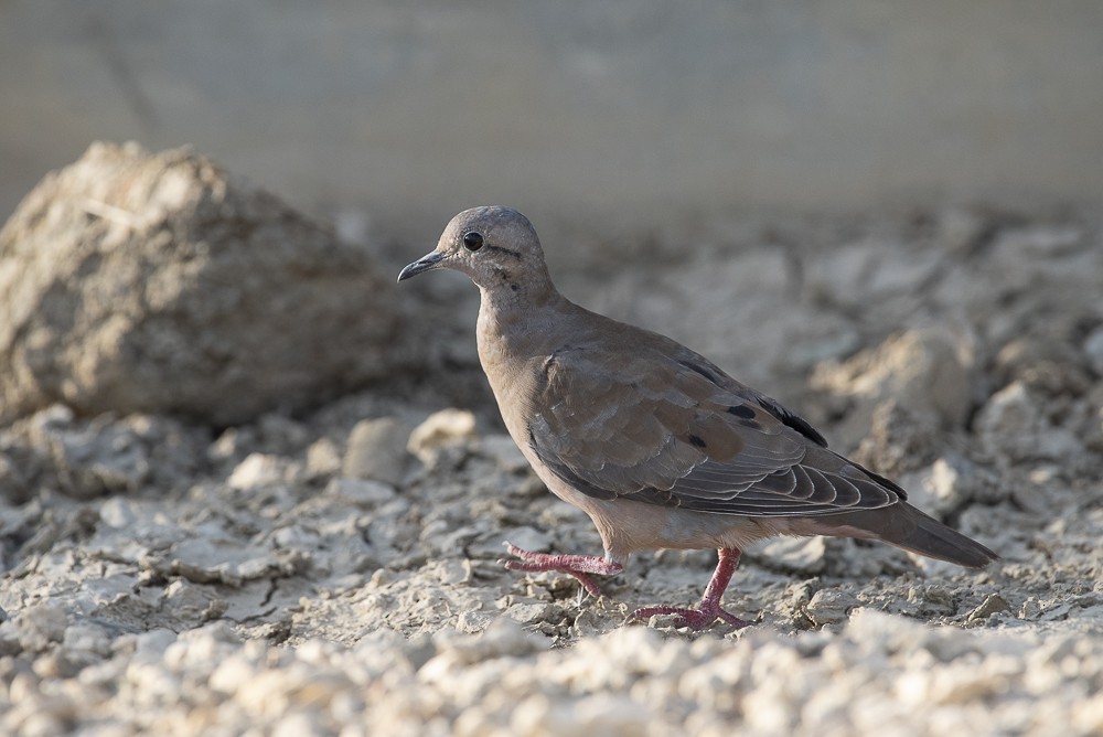 Eared Dove - ML642189141