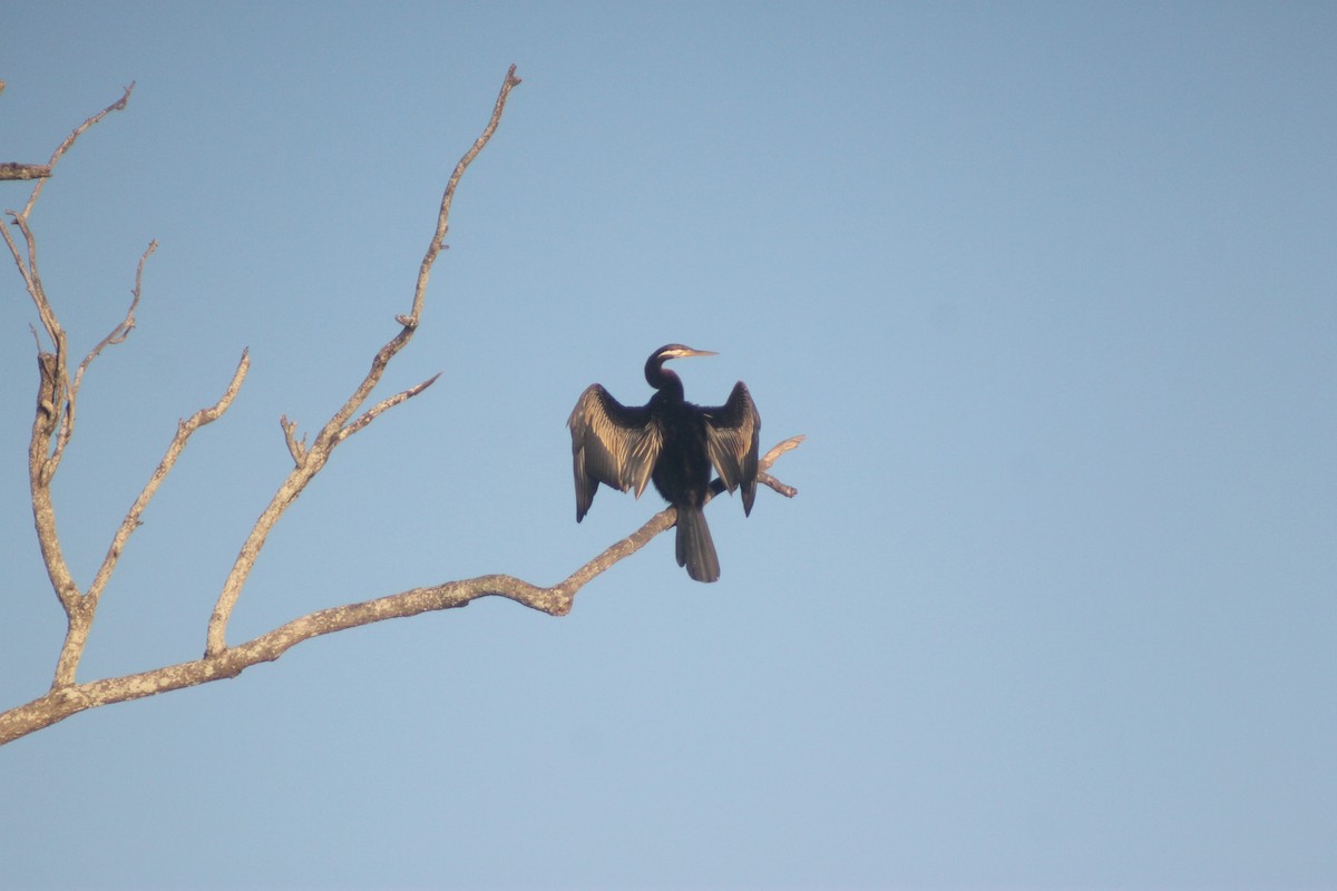 Australasian Darter - ML642189142