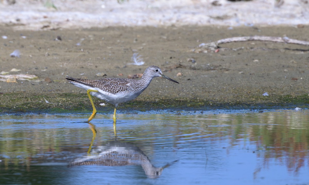 Greater Yellowlegs - ML642189145