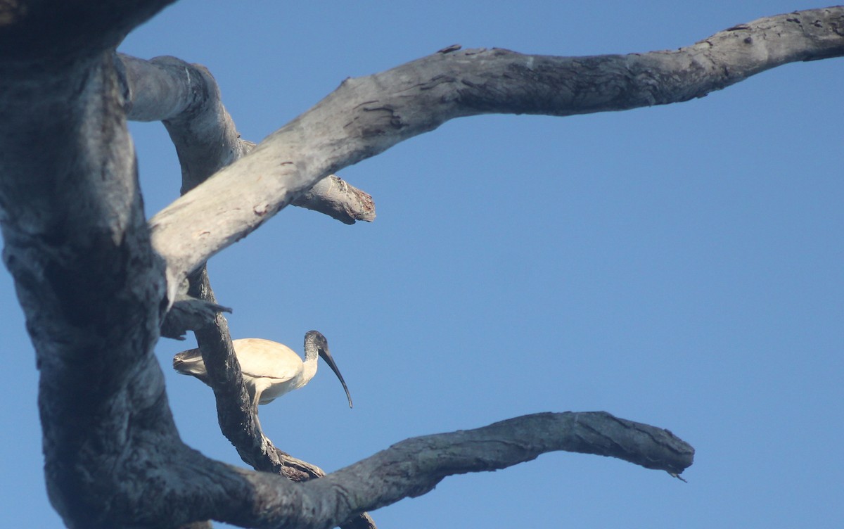 Australian Ibis - ML642189150