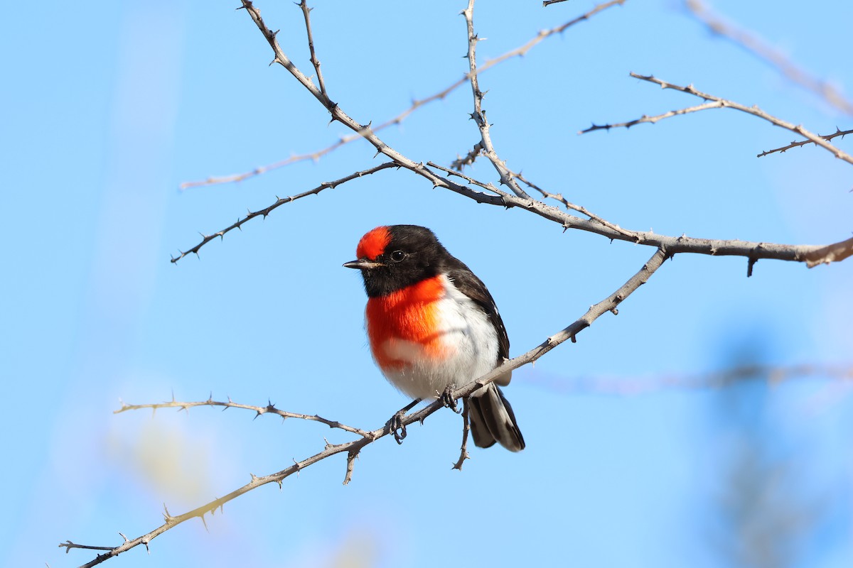 Red-capped Robin - ML642189156