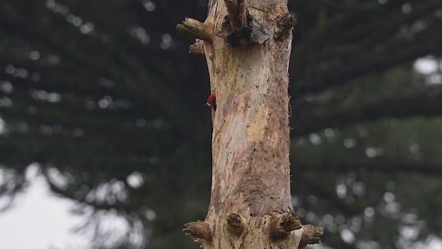 Robust Woodpecker - ML642189157