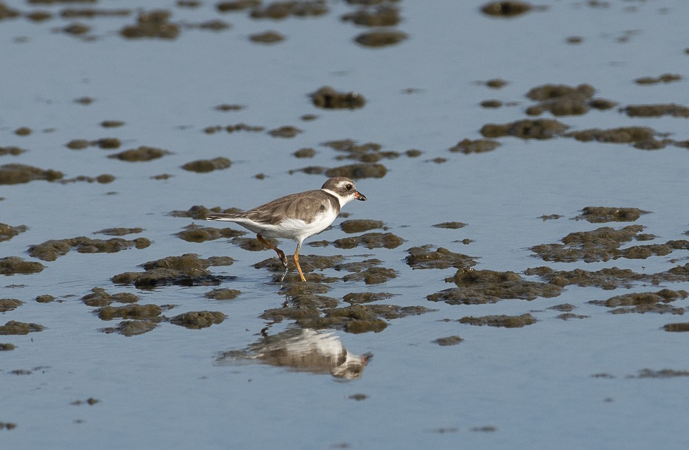 Semipalmated Plover - ML642189158