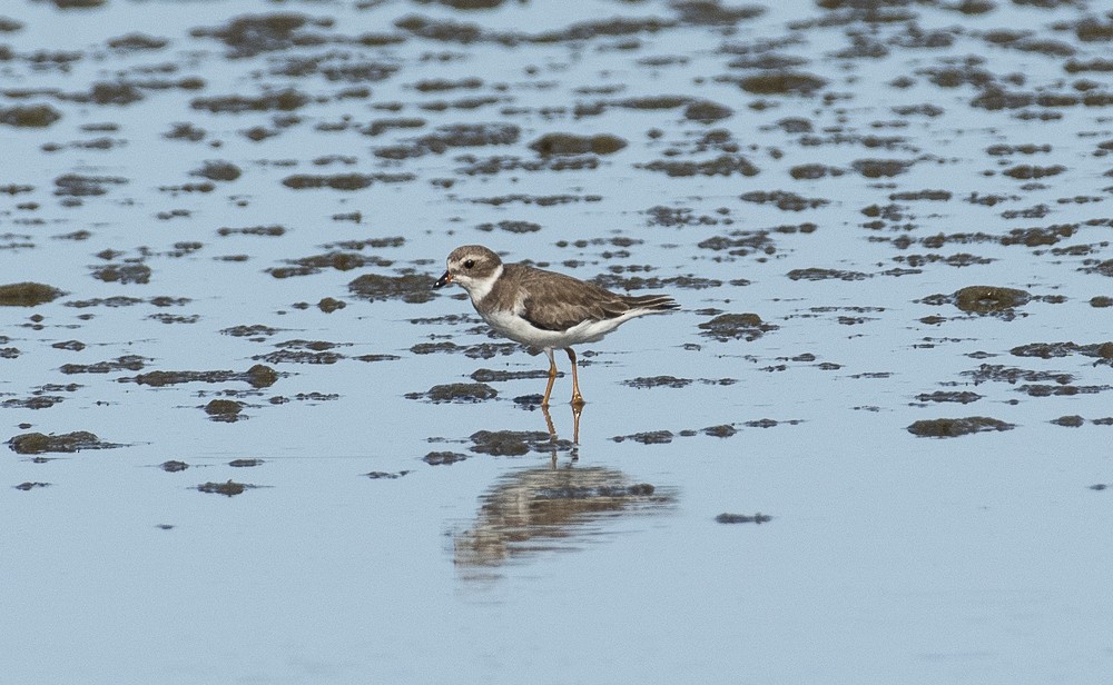 Semipalmated Plover - ML642189159