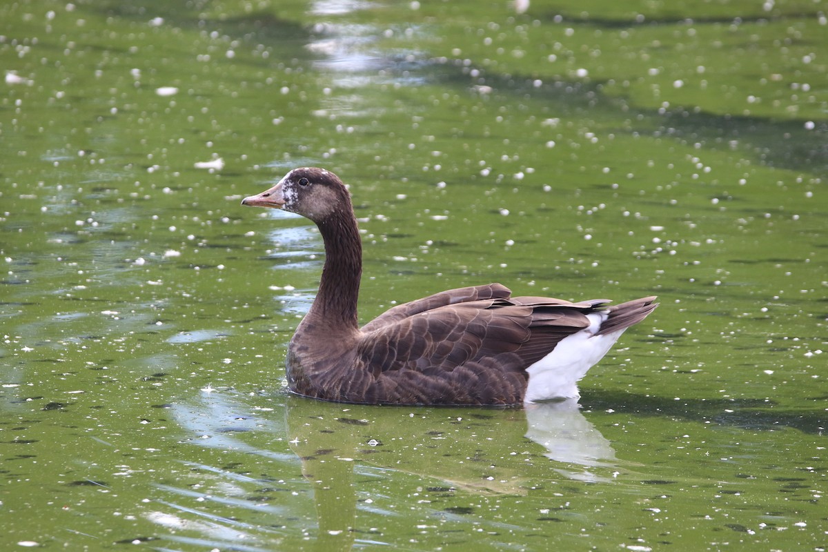 Graylag x Canada Goose (hybrid) - ML642189160