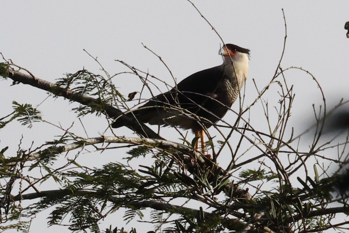Crested Caracara - ML642189161