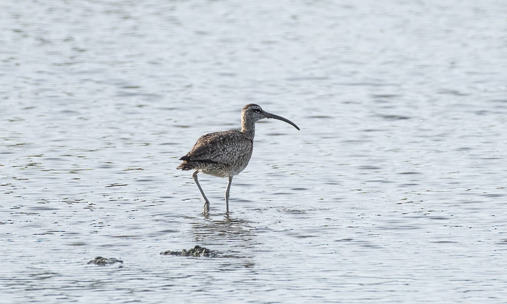 Chiurlo piccolo americano - ML642189168