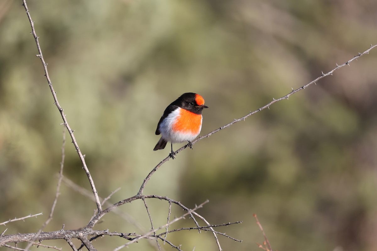 Red-capped Robin - ML642189169