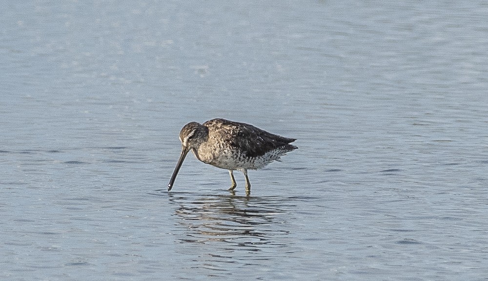 Short-billed Dowitcher - ML642189178