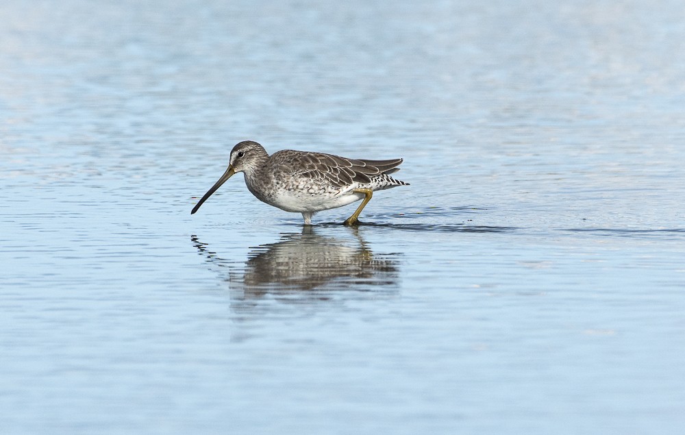 Short-billed Dowitcher - ML642189179