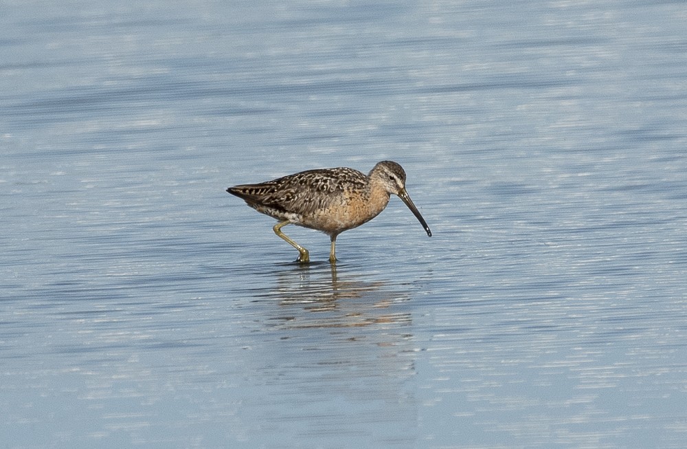 Short-billed Dowitcher - ML642189180