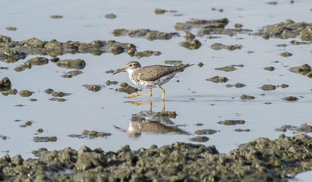 Piro piro macchiato - ML642189192